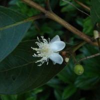 Psidium guajava L.